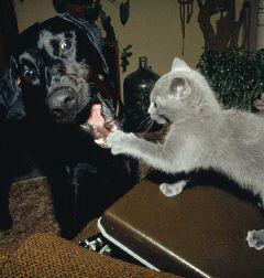 Como el perro y el gato Fight_cat_dog