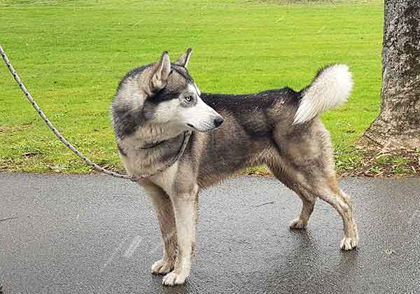 Sky, Husky Sibérien - Equilibré et sympa - REFU78 ADOPTE Sky10