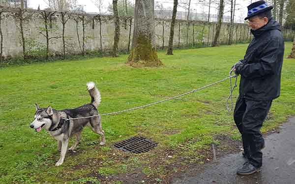 Sky, Husky Sibérien - Equilibré et sympa - REFU78 ADOPTE Sky8