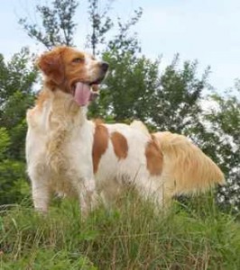 Macho, Cruce de Bretón / tamaño mediano, 2 años (Lio) Lio2-266x300