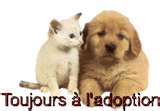 HOMERE  -  croisé Griffon/ sharpeï  roux 10 ans (10 de refuge)   -  ARPA  A  RIS  ORANGIS  (91) 2316688279