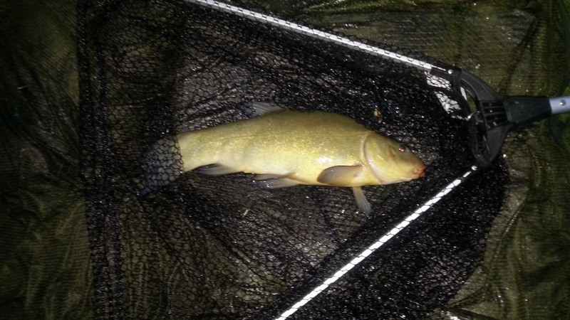 Week End Initiation Feeder dans le Morvan, tanches à gogo 20160618_215927