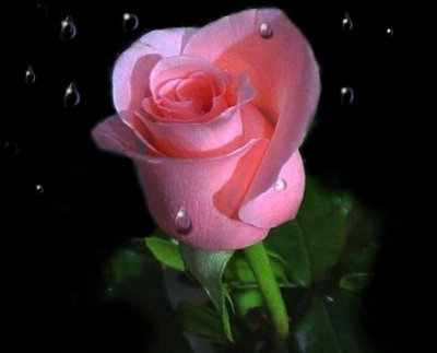 اسئلة تلطلع الحرارة 269744beautiful-rose