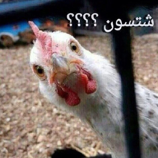 صور مضحكة - صفحة 38 Funny%20%28130%29-623x623