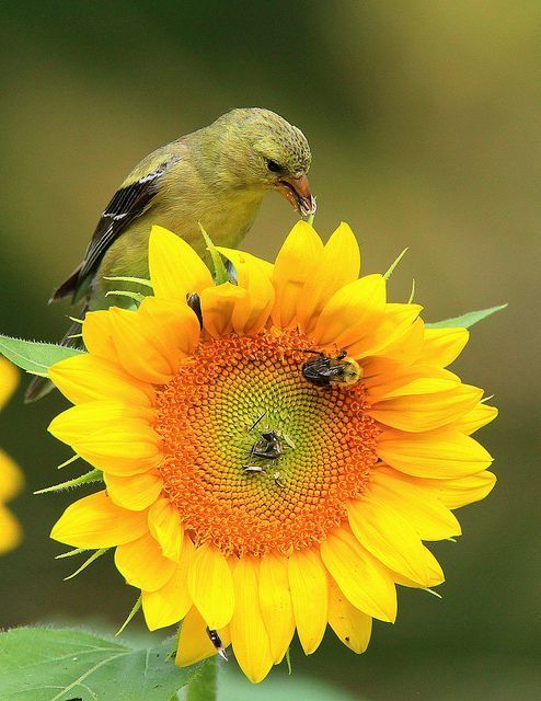 بستان ورد المصــــــــراوية - صفحة 67 Sunflower