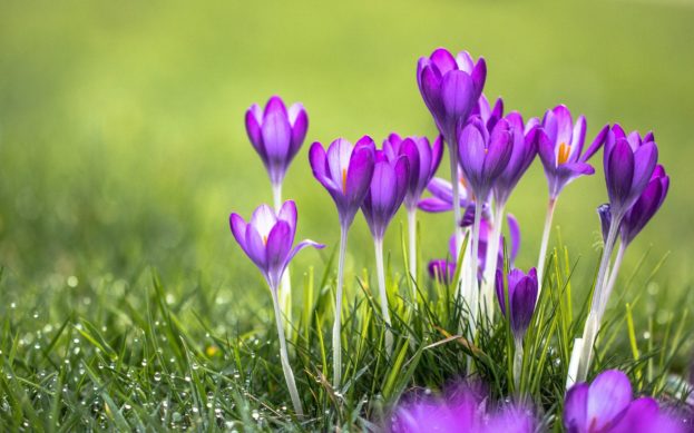 بستان ورد المصــــــــراوية - صفحة 54 Violet-Flowers-Pictures-1-623x389