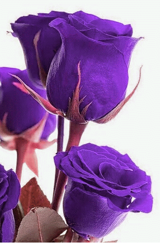 بستان ورد المصــــــــراوية - صفحة 52 Violet-Flowers-Pictures-10