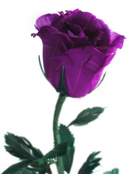 بستان ورد المصــــــــراوية - صفحة 51 Violet-Flowers-Pictures-16