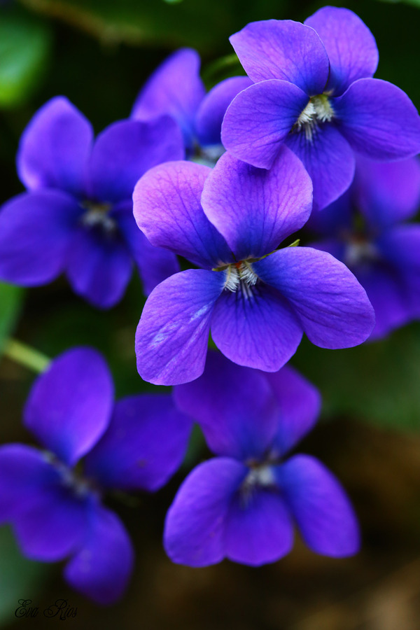 بستان ورد المصــــــــراوية - صفحة 53 Violet-Flowers-Pictures-18