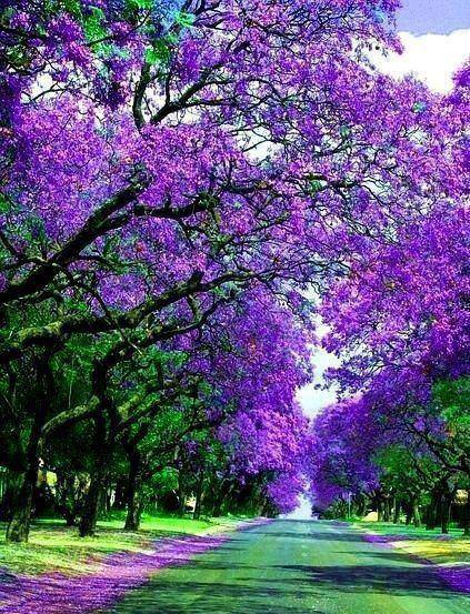 بستان ورد المصــــــــراوية - صفحة 52 Violet-Flowers-Pictures-8