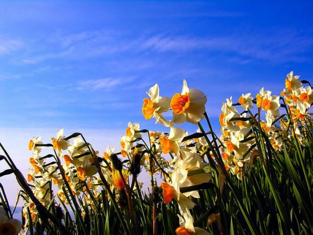 بستان ورد المصــــــــراوية - صفحة 14 Narcissus-flowers-photo-10-623x467