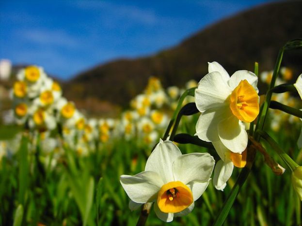 بستان ورد المصــــــــراوية - صفحة 15 Narcissus-flowers-photo-16-623x467