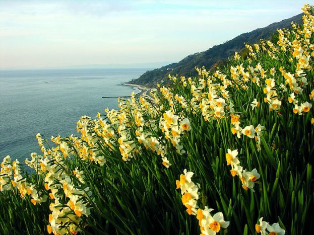 بستان ورد المصــــــــراوية - صفحة 15 Narcissus-flowers-photo-17-623x467