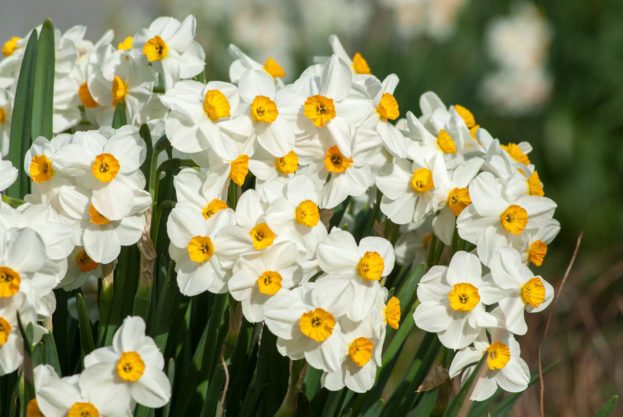 بستان ورد المصــــــــراوية - صفحة 15 Narcissus-flowers-photo-18-623x417