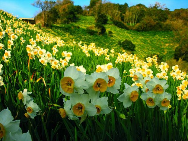 بستان ورد المصــــــــراوية - صفحة 15 Narcissus-flowers-photo-7-623x467