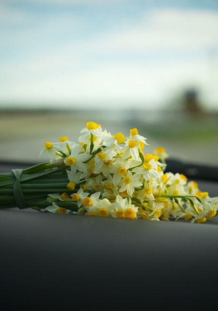 بستان ورد المصــــــــراوية - صفحة 14 Narcissus-flowers-photo-9