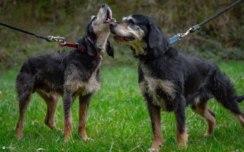 BALTO et TAIAUT - griffon nivernais 9 ans - Spa d'Allondas (25) Les-frangins