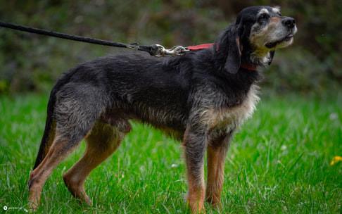 BALTO et TAIAUT - griffon nivernais 9 ans - Spa d'Allondas (25) Ta%C3%AFaut-2