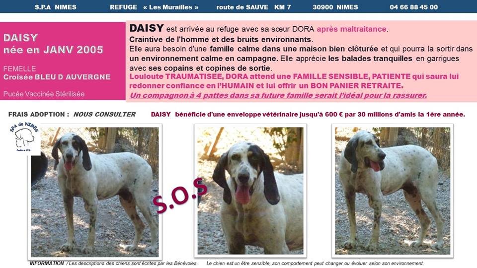 SOS panier retraite -  DAISY - x bleu d'auvergne 13 ans - (5 ans de refuge)  Spa Les Murailles à Nimes (30) Daisy