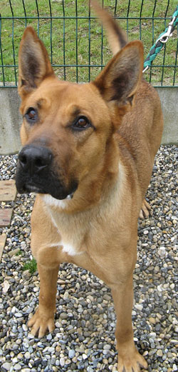 Snoop, male croise malinois/boxer d 1 an 1/2 Snoop05