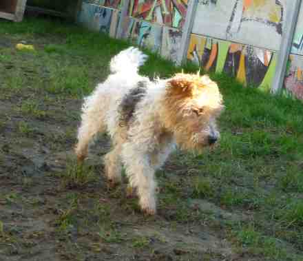 DJINGO - fox terrier 5 ans - Spa de Carquefou (44) 2506