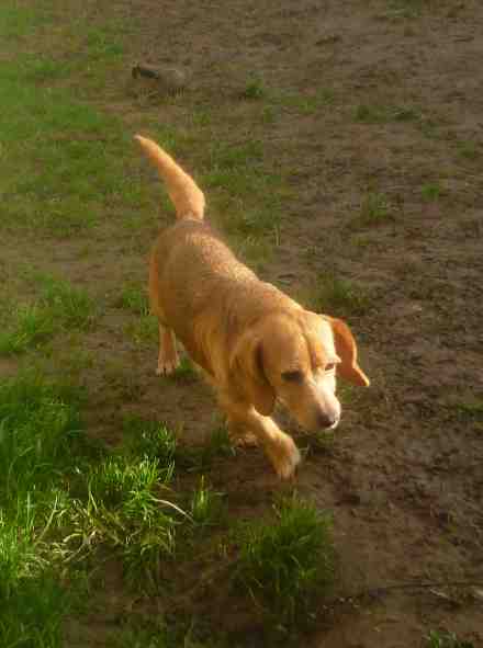 BADRA - x basset 8 ans - Spa de Carquefou (44) 2531