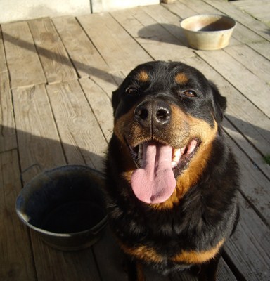 chiens - Beaucoup de chiens depuis trop longtemps derrire les barreaux dans le 44 Vizo10