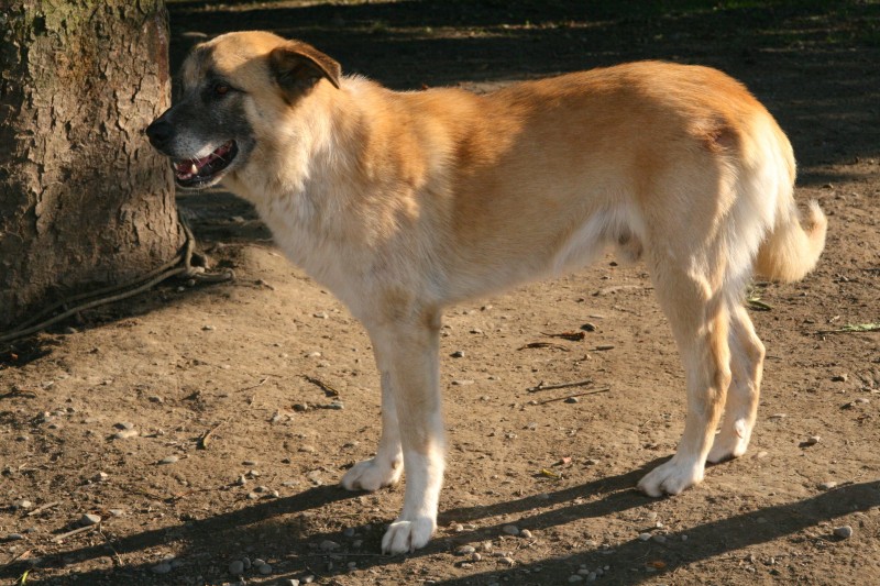 urgent  le refuge est fermé mais j'attend toujours une famille - MANO - x berger 6 ans (depuis chiot au refuge) Spa Bearn à Morlaas (64) 13014346264081