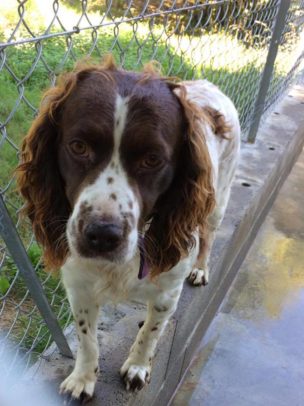 AVRIL - springer 8 ans - (4 ans de refuge) SPA65 à Azereix (65) Avril-e1485803731678