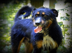 CESAR  -  croisé Griffon/bouvier  13 ans  (11 ans de refuge)  -  SPA  DE  SAVOIE  A  CHAMBERY  (73) Cesar