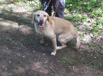 Lila - femelle croisée labrador - 8 ans  Crbst%5fLila1