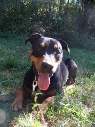 Djanie , femelle X doberman de  3 ans  Crbst%5fdjanie%5f20%5f282%5f2900