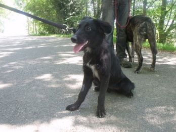 Looka - femelle croisée border collie de 1 ans Crbst%5flooka0