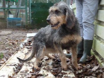 MOUNETTE - x griffon nivernais 5 ans -  Spa de Dole (39) Crbst%5fmounette0