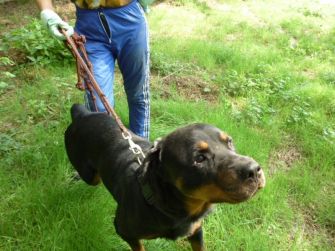 Homer - mâle Rottweiler de 6 ans Crbst_Homer_2005_2009_2012