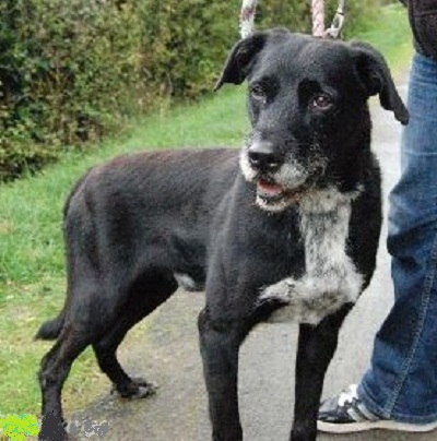 BILLY croisé Griffon 10 ans  (9 ans de refuge)  -  SPAD DE CHATEAUDUN (28) Billy