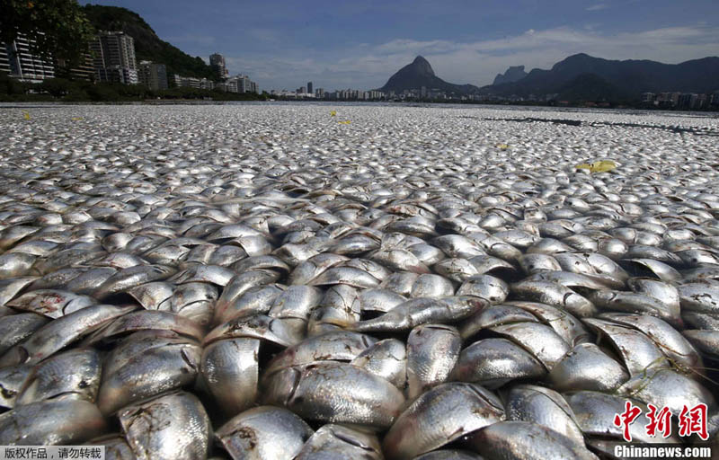 Miles de peces aparecen muertos en laguna turística de Río de Janeiro F201303141452073048825298