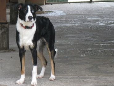 Croisé Border Collie 1 an à adopter - SPA de Saverne (Alsace - 67) [adopté] MAX-02