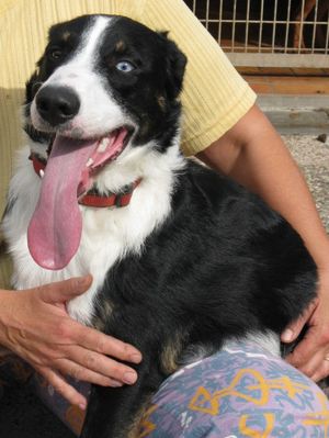 Croisé Border Collie 1 an à adopter - SPA de Saverne (Alsace - 67) [adopté] MAX-03