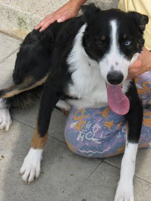 Croisé Border Collie 1 an à adopter - SPA de Saverne (Alsace - 67) [adopté] MAX-05