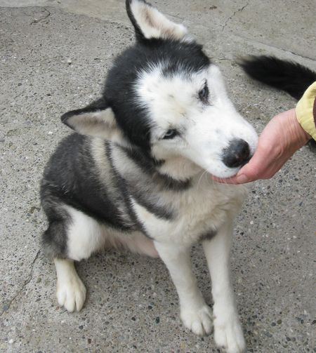 OSLO HUSKY 12 ans un bien gentil pepere  REF  (67) ADOPTE - Page 2 OSLO-04