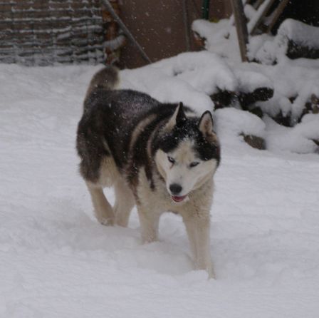 OSLO HUSKY 12 ans un bien gentil pepere  REF  (67) ADOPTE - Page 3 OSLO-08