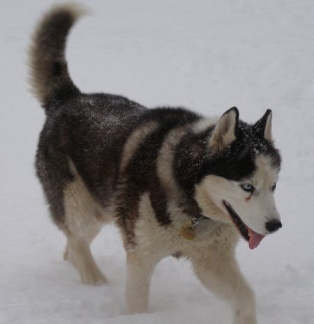 OSLO HUSKY 12 ans un bien gentil pepere  REF  (67) ADOPTE - Page 3 OSLO-09