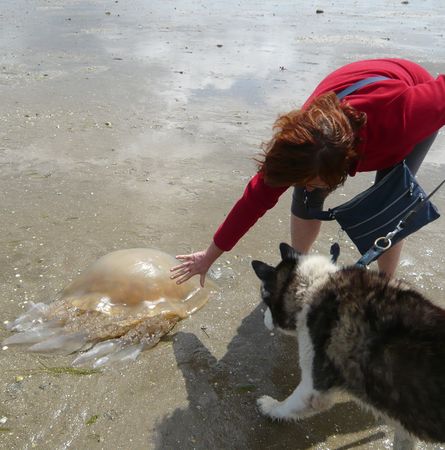 OSLO HUSKY 12 ans un bien gentil pepere  REF  (67) ADOPTE - Page 3 OSLO-10