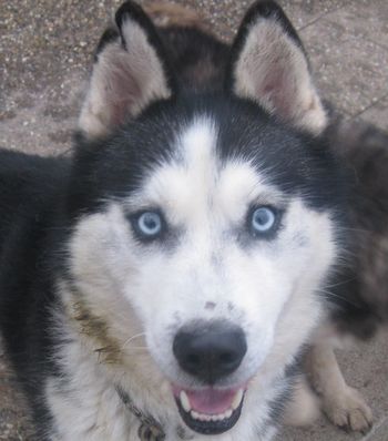 VOSTOK HUSKY un regard de tombeur  6 ans REF (67) ADOPTE VOSTOK-01