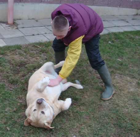 ATHOS - labrador 8 ans - Spa de Saverne (67) ATHOS-05