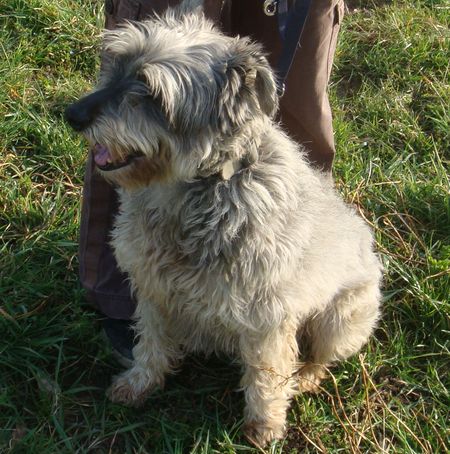 ARSENE - schnautzer 6 ans - Spa de Saverne (67) ARSENNE-05