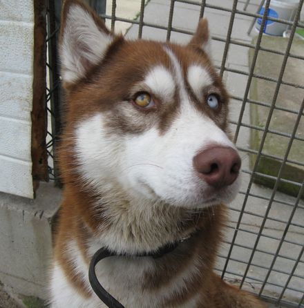 FALCON husky (m) 07 2010 (REF67) ADOPTE FALCON-02