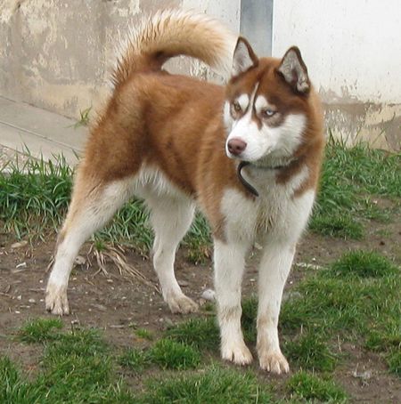 FALCON husky (m) 07 2010 (REF67) ADOPTE FALCON-04