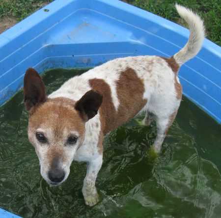 NAPO - jack russel 10 ans - Spa de Saverne (67) NAPO-04